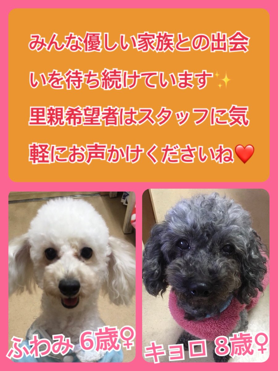 今日の里親様募集中ワンコ🐶メンバーです🐾2019,1,6